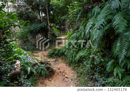 Narrow path through the green forest 132405176