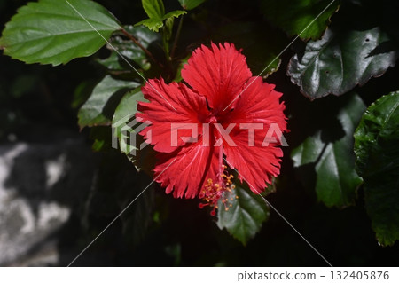 Red hibiscus 132405876