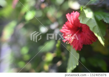 Red hibiscus Red hibiscus 132405878