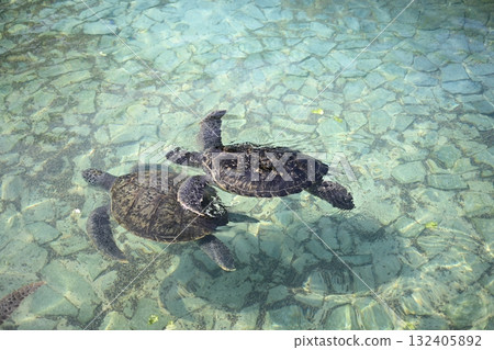 父母與孩子海龜在水下游泳 132405892