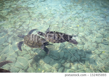 父母與孩子海龜在水下游泳 132405893