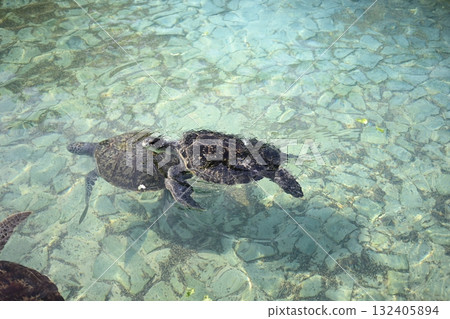 父母與孩子海龜在水下游泳 132405894
