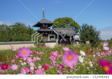 Cosmos of Hokiji Temple Cosmos of Hokiji Temple 132406482
