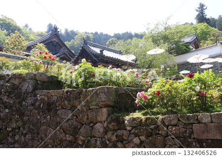 寺廟和牡丹櫻花 132406526