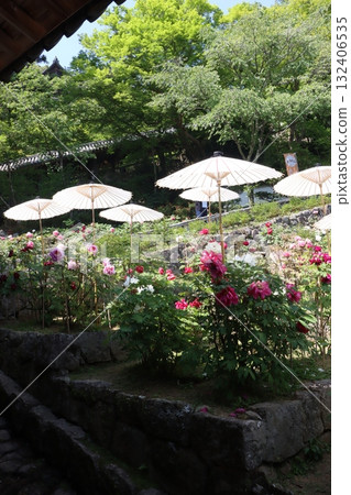 寺廟和牡丹櫻花 寺廟和牡丹櫻花 132406535