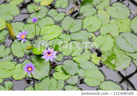 漂浮在水錶面上的荷花 漂浮在水錶面上的荷花 132406580