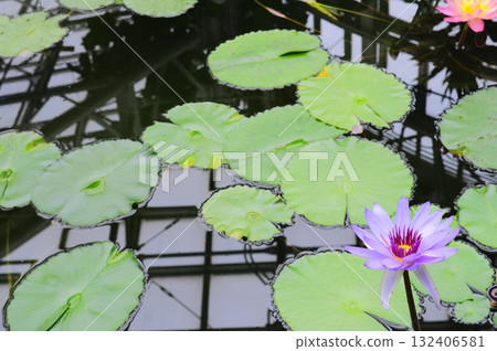 漂浮在水錶面上的荷花 漂浮在水錶面上的荷花 132406581