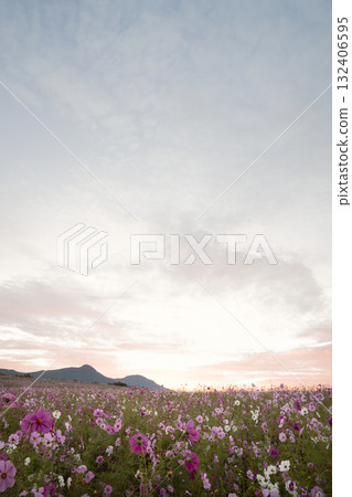 淡淡的夕陽天空和廣闊的波斯菊田野 淡淡的夕陽天空和廣闊的波斯菊田野 132406595