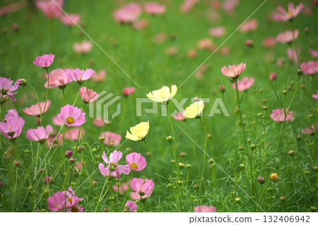 Cosmos on Umami Hill 132406942