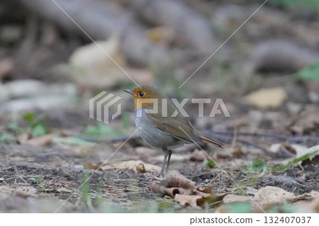 Robin on the ground Robin on the ground 132407037