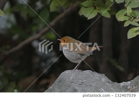 Robin perched on a rock Robin perched on a rock 132407039