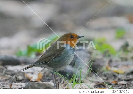 Robin on the ground 132407042