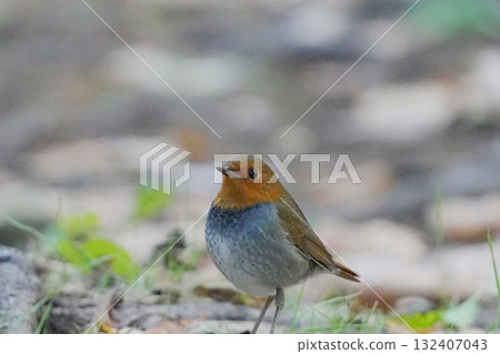 Robin on the ground 132407043