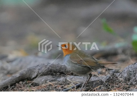 羅賓在地上 132407044