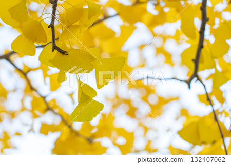 Ginkgo Blur 0 132407062