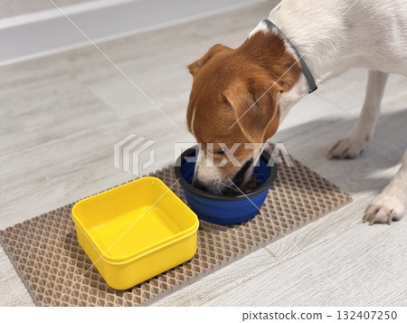 A beautiful Jack Russell Terrier dog eats food from a bowl at home after a walk A beautiful Jack Russell Terrier dog eats food from a bowl at home after a walk 132407250