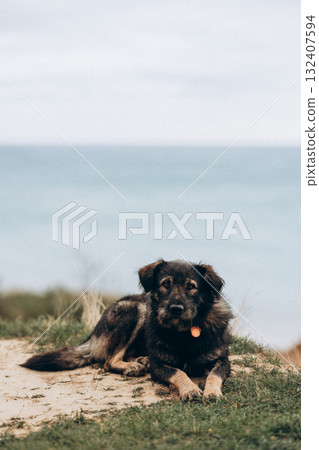 Cheerful and happy miniature poodle dog sitting for a portrait Cheerful and happy miniature poodle dog sitting for a portrait 132407594