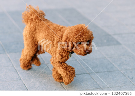 Cheerful and happy miniature poodle dog sitting for a portrait Cheerful and happy miniature poodle dog sitting for a portrait 132407595