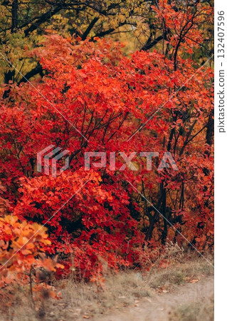 Autumn Landscape - Trees And Orange Foliage In Park At Sunset Autumn Landscape - Trees And Orange Foliage In Park At Sunset 132407596