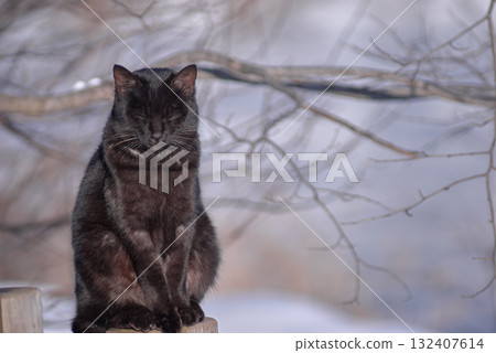 貓在曬太陽 貓在曬太陽 132407614