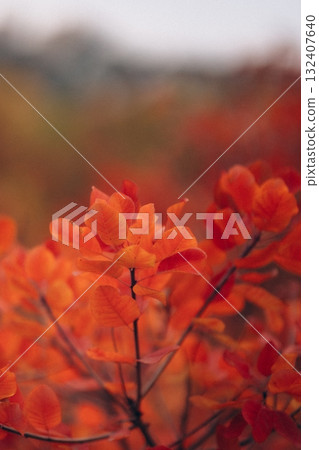 Autumn Landscape - Trees And Orange Foliage In Park At Sunset Autumn Landscape - Trees And Orange Foliage In Park At Sunset 132407640