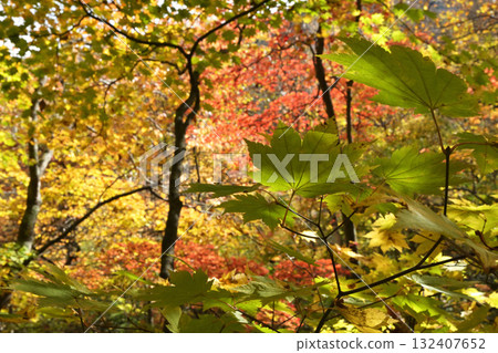 Autumnal maple leaves 132407652
