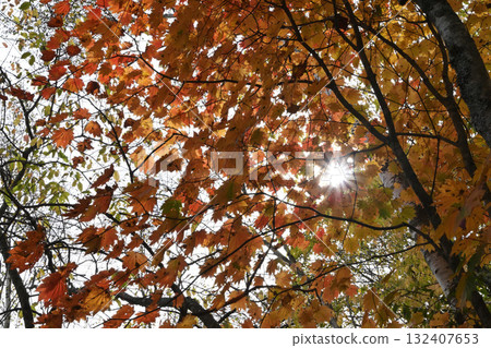 Autumn leaves 132407653