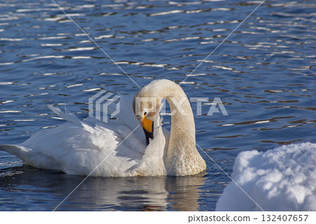 Whooper swan grooming 132407657