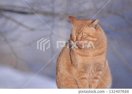 Cat basking in the sun 132407688