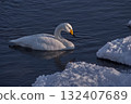 Whooper swan winter riverside Whooper swan winter riverside 132407689