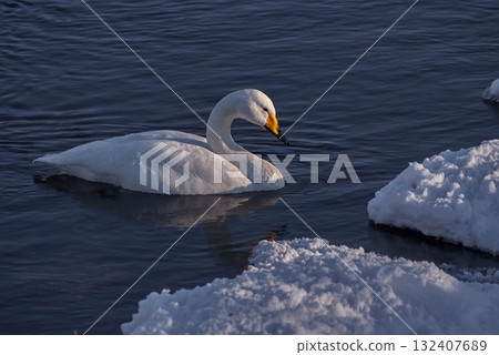 Whooper swan winter riverside 132407689
