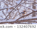 Eurasian Jay Winter Eurasian Jay Winter 132407692