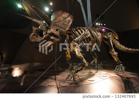 Melbourne, Australia - July 1, 2024 : The Triceratops skeleton exhibition in Melbourne Museum in Melbourne, Australia - July 1, 2024. Melbourne, Australia - July 1, 2024 : The Triceratops skeleton exhibition in Melbourne Museum in Melbourne, Australia - July 1, 2024. 132407695