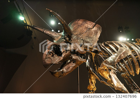 Melbourne, Australia - July 1, 2024 : The Triceratops skeleton exhibition in Melbourne Museum in Melbourne, Australia - July 1, 2024. Melbourne, Australia - July 1, 2024 : The Triceratops skeleton exhibition in Melbourne Museum in Melbourne, Australia - July 1, 2024. 132407696