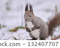 Hokkaido squirrel snow Hokkaido squirrel snow 132407707