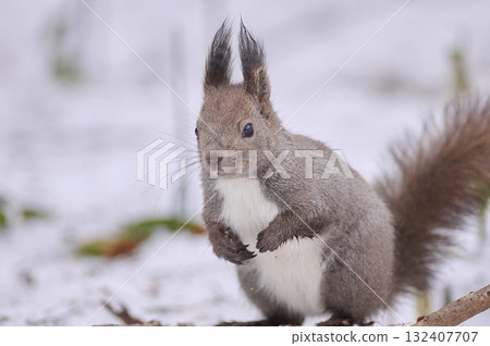 Hokkaido squirrel snow Hokkaido squirrel snow 132407707