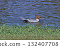 Common merganser preys on earthworms Common merganser preys on earthworms 132407708