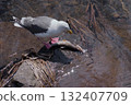 White sea gulls White sea gulls 132407709