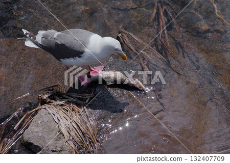 White sea gulls White sea gulls 132407709
