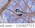 Great tit winter Great tit winter 132407713