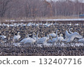 The Swan and the Magan The Swan and the Magan 132407716