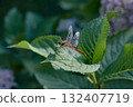 Red dragonfly Red dragonfly 132407719