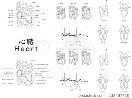 Human and vertebrate hearts and electrocardiograms Human and vertebrate hearts and electrocardiograms 132407738