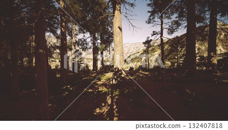 Sunlight filters through a dense forest, illuminating tall trees standing majestically amidst rocky mountains. Shadows dance on the forest floor, creating a tranquil atmosphere. 132407818