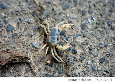 A blue crayfish found in a mountain stream in Nishiizu A blue crayfish found in a mountain stream in Nishiizu 132407894