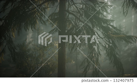 Tall, majestic trees rise in the early morning light, their leaves softly illuminated by delicate beams filtering through the mist. A serene atmosphere envelops the tranquil forest. 132407975