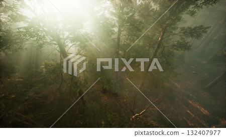 Sunlight filters through the dense canopy of trees, creating a mystical and tranquil atmosphere. The soft mist lingers low on the forest floor, enhancing the enchanting scene. 132407977