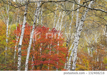 Autumn white birch forest 132408218