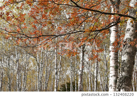 The autumn leaves forest 132408220