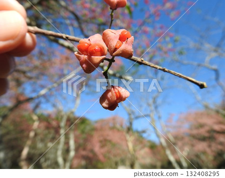 Mayumi's fruit Mayumi's fruit 132408295